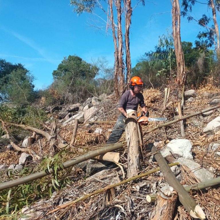Natural Building - Natural Building - Harvesting wood for building