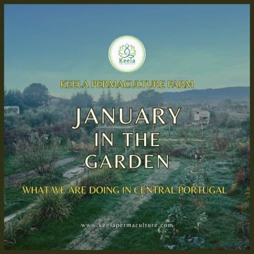 January in the garden