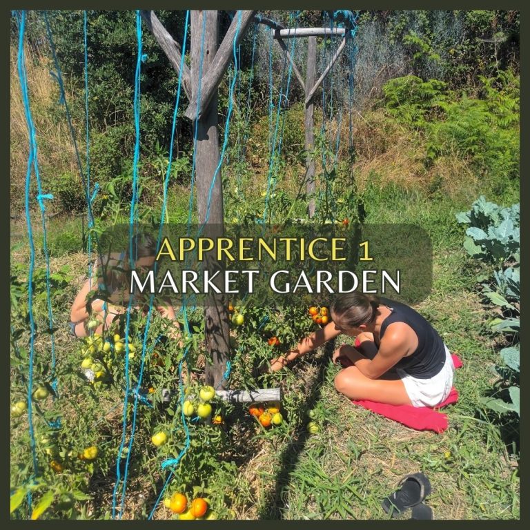 Market Garden Apprentice