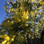 how to kill mimosa
