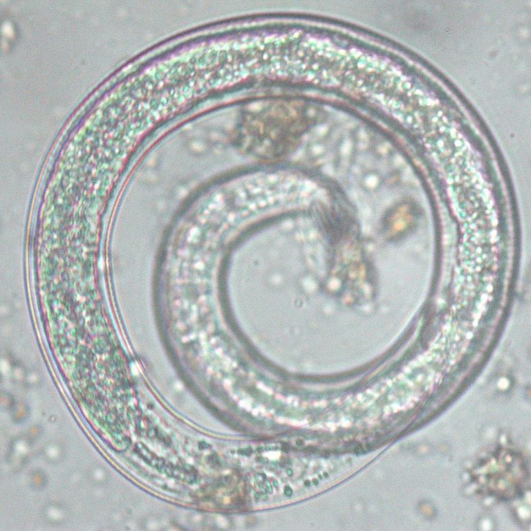 Nematodes under the mic