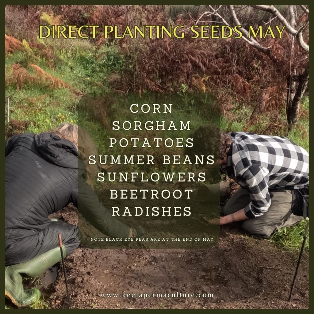 Seeds to plant in the garden in May in Portugal