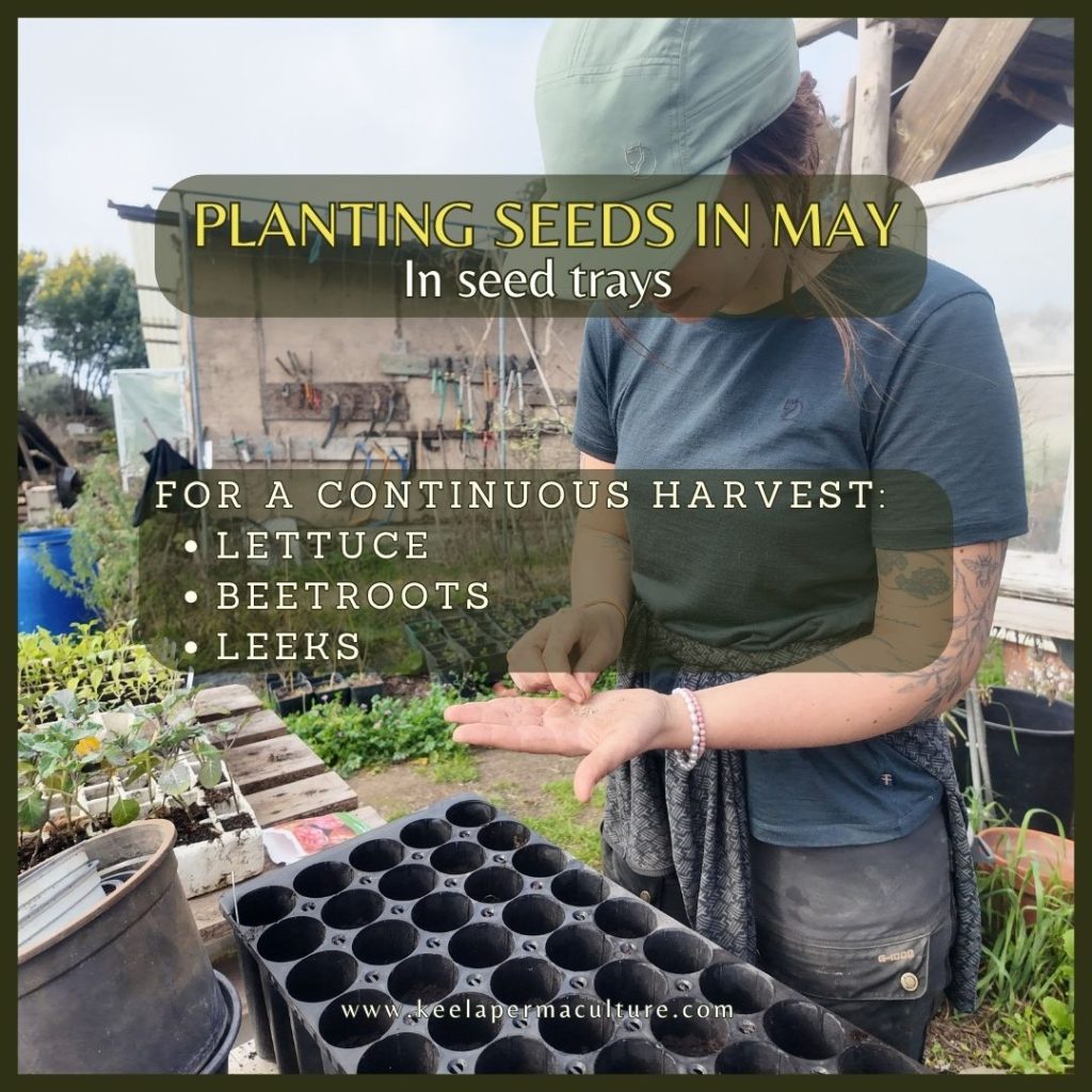 Seeds to plant in the garden in May in Portugal