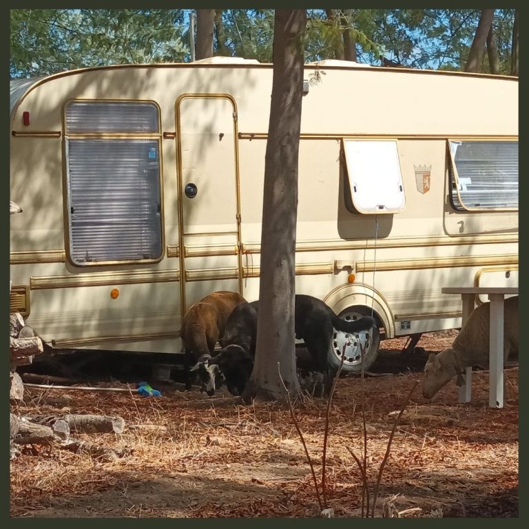 Stay in a caravan in nature