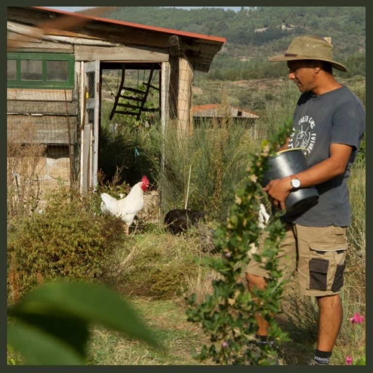 See the chickens and other farm animals