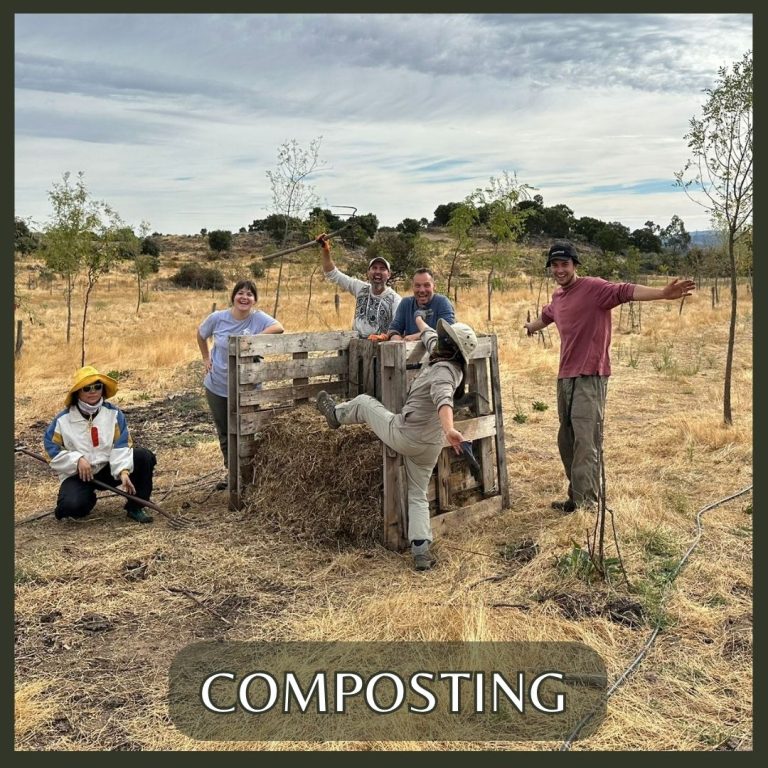 After a theory session on compost methods you can use at home, get hands-on with at least two compost systems here at Keela — building or maintaining compost for next season. It's a genuine full circle: every PDC group makes the compost that grows food for the group after them.