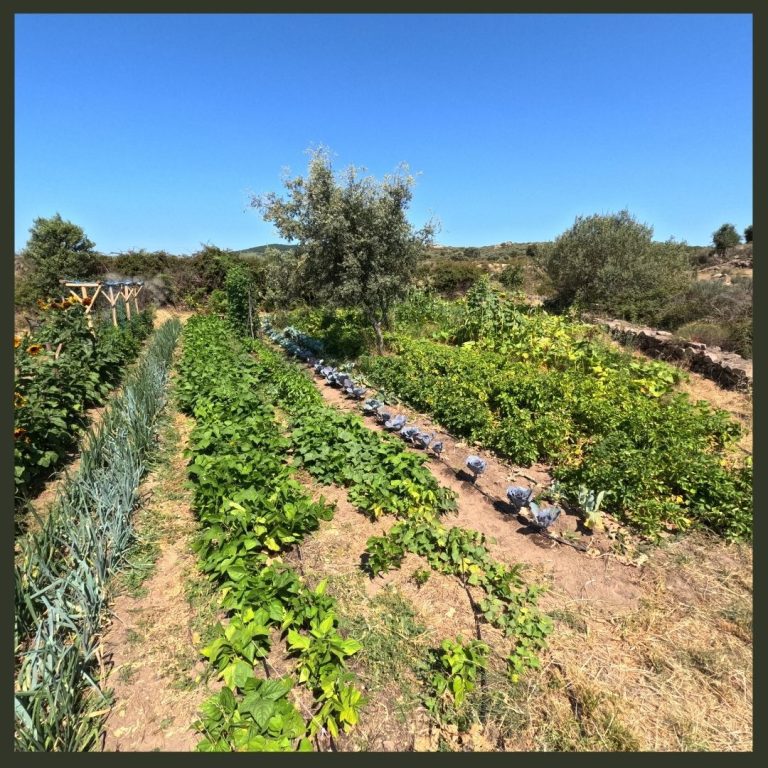Harvest and cook food from our vegetable garden