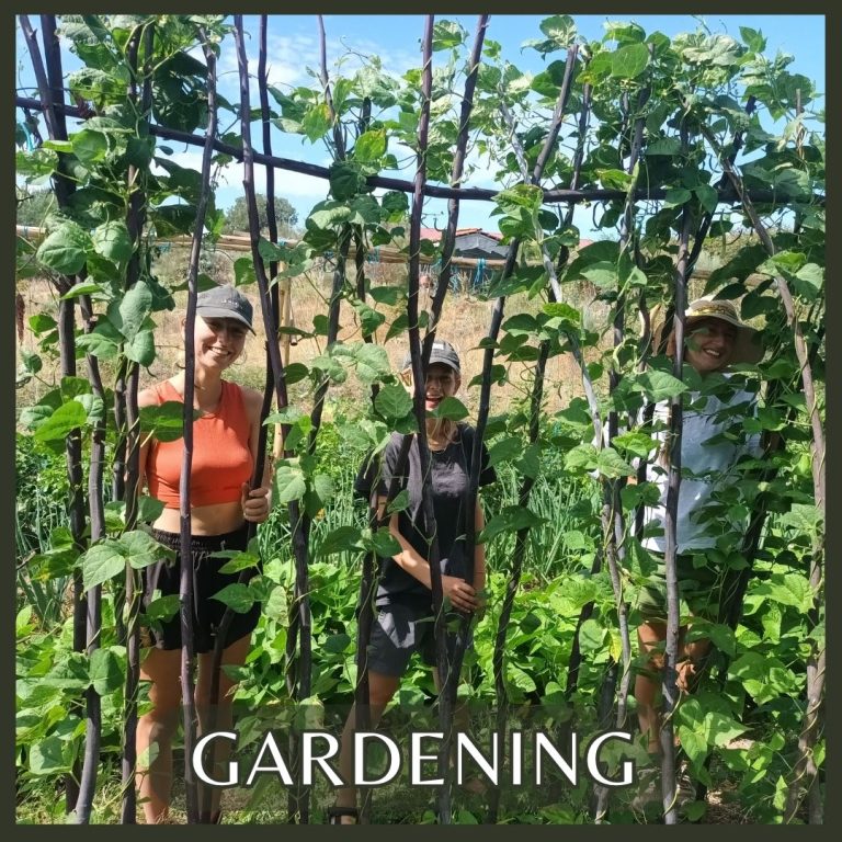 Help plant and maintain the vegetable gardens that feed you during your stay. There's nothing quite like eating the food you're learning to grow — and often, the veg you plant will be harvested by the next PDC group.
