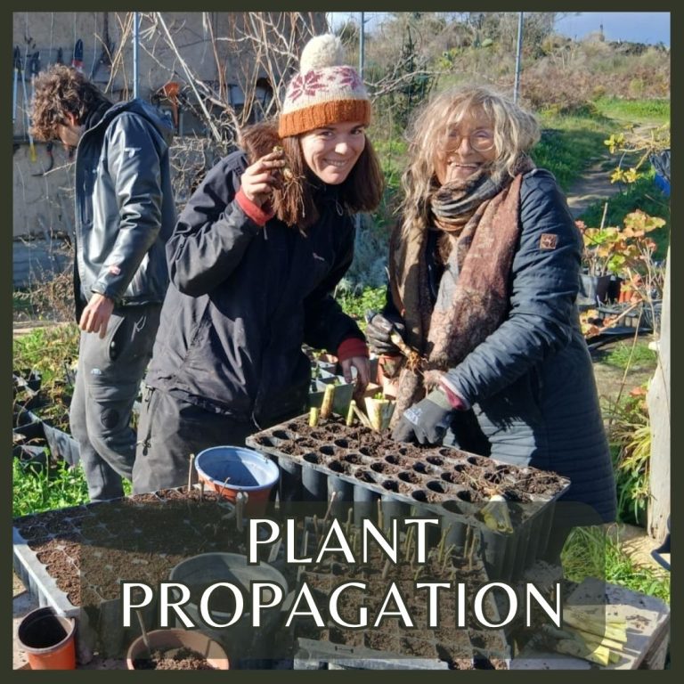 Learn to multiply plants through seed, cuttings, layering, and division. You'll explore several methods and try a few hands-on — a skill that can genuinely save you money by growing your own plants at home from here on.