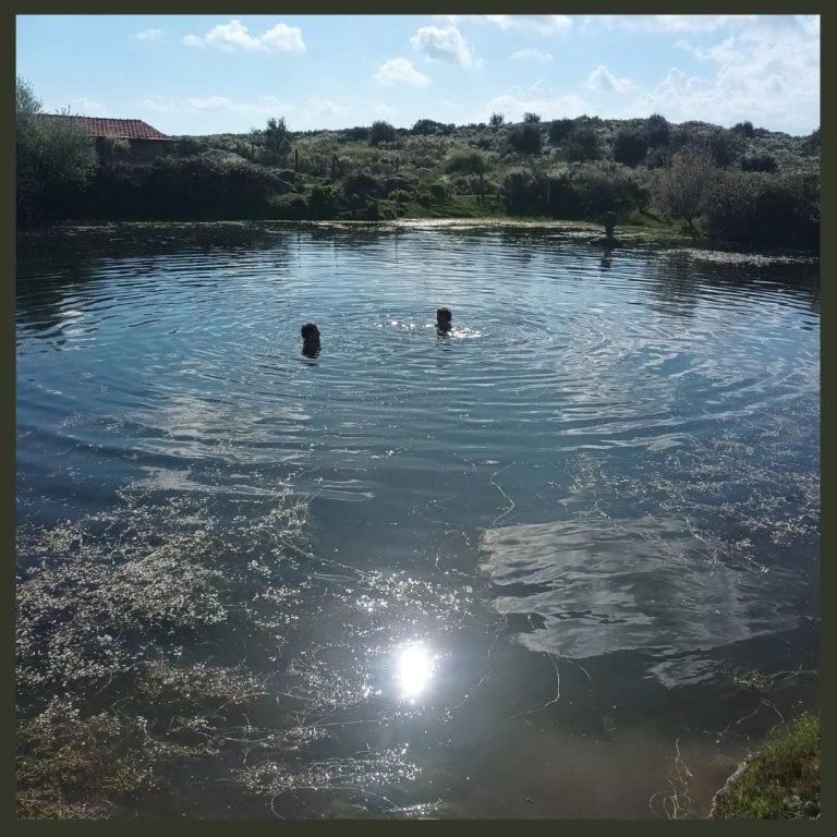 Swim in our lake