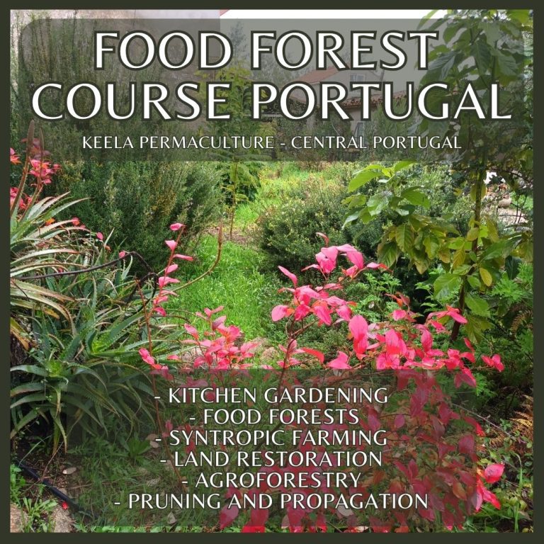Join our food forest course where you learn about trees for fruits, vegetables and how you can plant one in your back garden or on a homestead or farm
