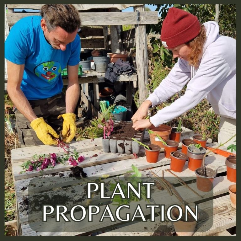 Learn how to multiply plants through grafting, cuttings, layering and more