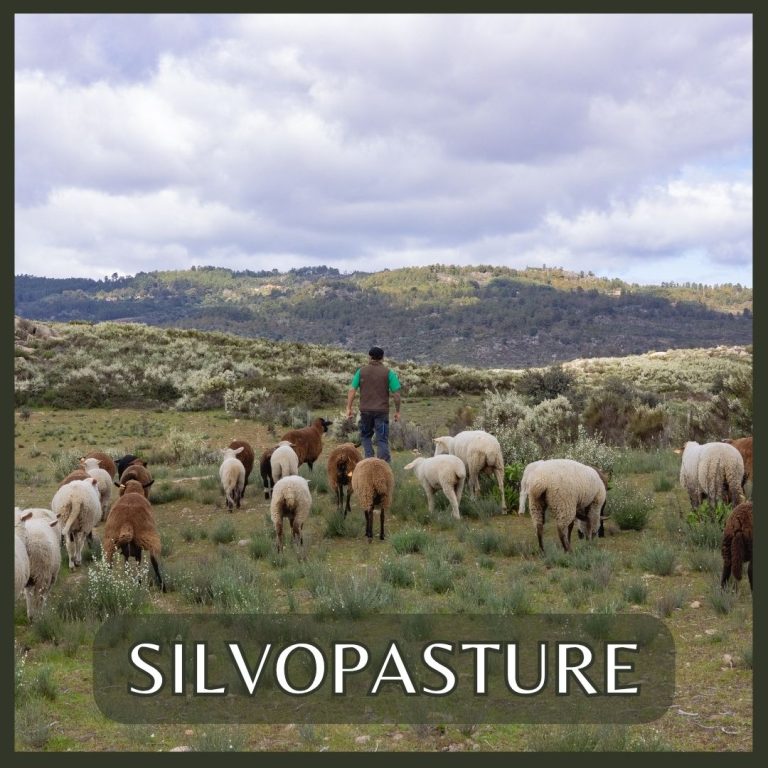 Learn how we can also include animls such as sheep and chickens in our plantations for further reliance