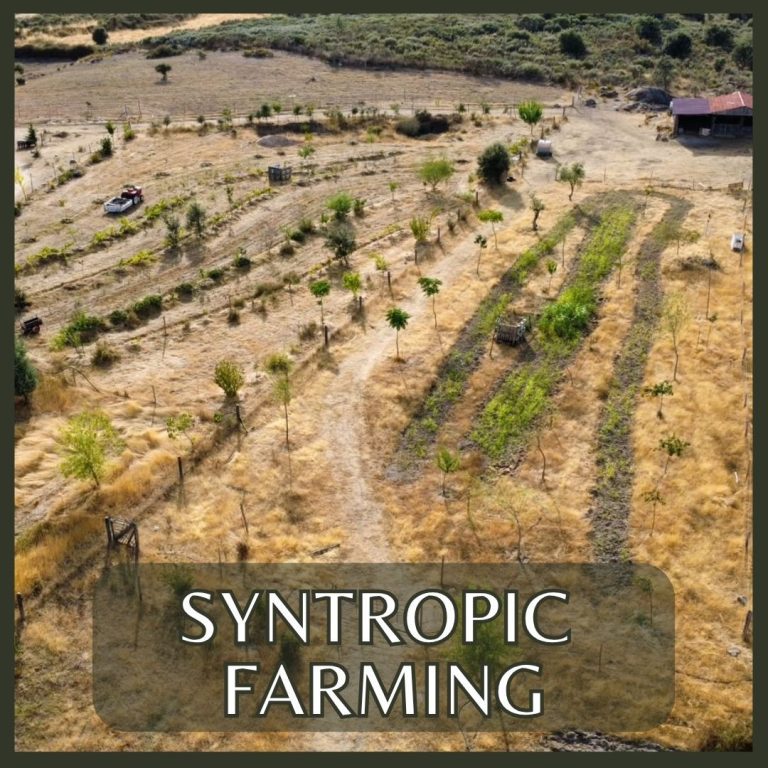 Learn the syntropic farming method of agroforestry