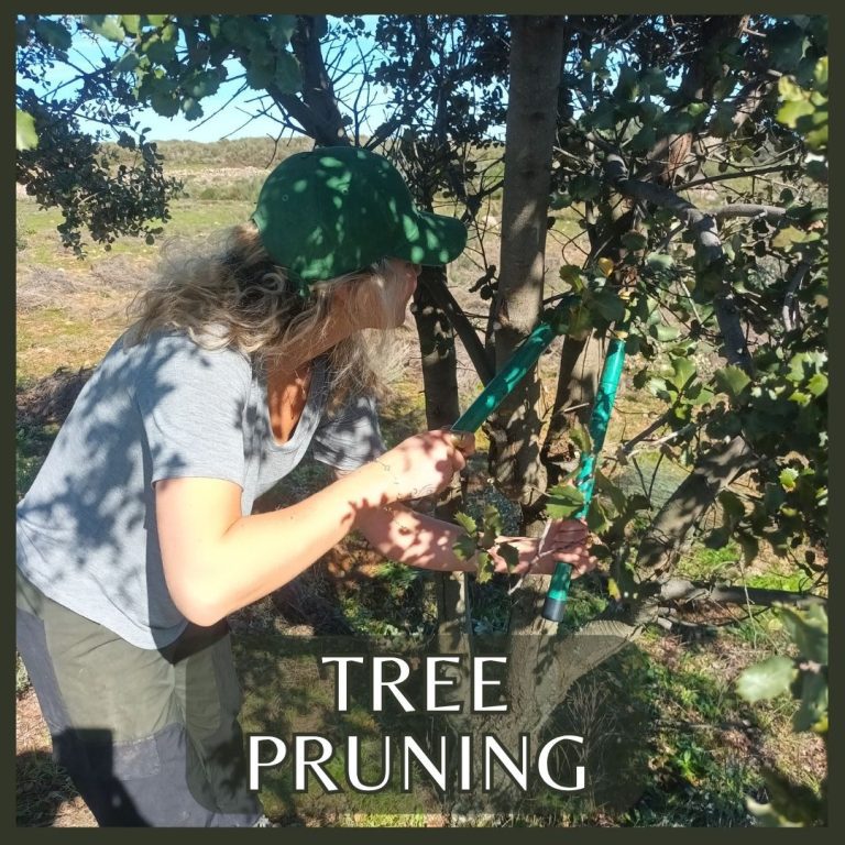 Learn how to prune trees